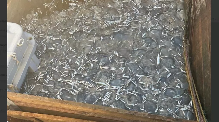  &copy;&nbsp;Скриншот фото из телеграм-канала &laquo;Новороссийский Рабочий&raquo;