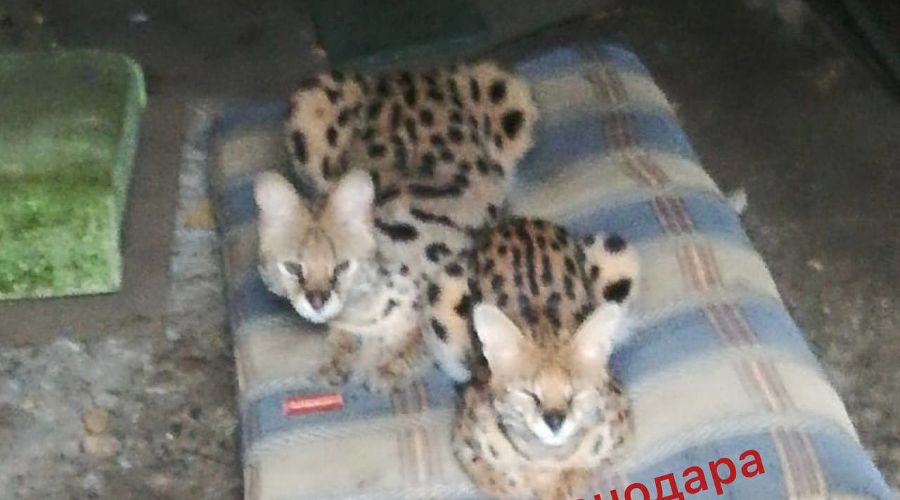  © Фото пресс-службы УМВД Краснодара