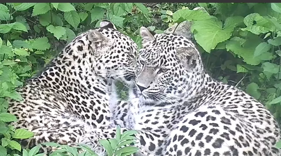  &copy;&nbsp;Скриншот из телеграм-канала &laquo;Центр восстановления леопарда на Кавказе&raquo; https://t.me/leopardcenter/221