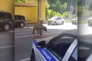  &copy;&nbsp;Скриншот видео из группы &laquo;ДТП и ЧП | Сочи&raquo;, vk.com/dtpsochi