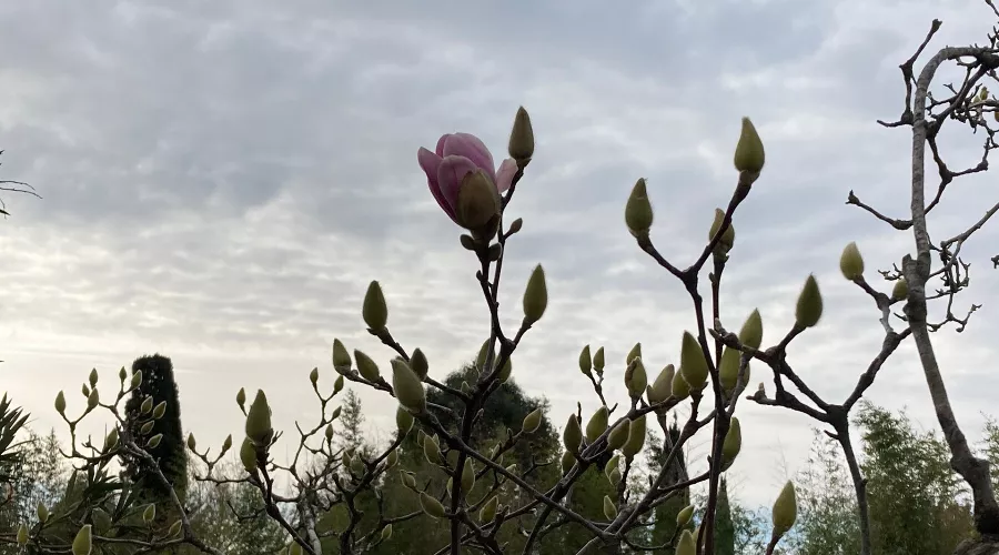 Магнолия &copy;&nbsp;Фото пресс-службы Кавказского заповедника