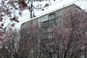 Цветение сливы &laquo;писсарди&raquo; на улице Ставропольской в Краснодаре &copy;&nbsp;Фото Марины Солошко, Юга.ру