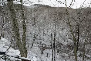 Лес у пещер &copy;&nbsp;Фото Елены Синеок, Юга.ру