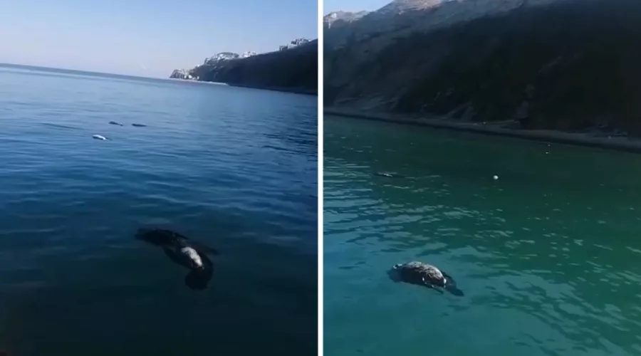 Мертвые бакланы в Черном море &copy;&nbsp;Коллаж из скриншотов видео из телеграм-канала Жоры Каваносяна