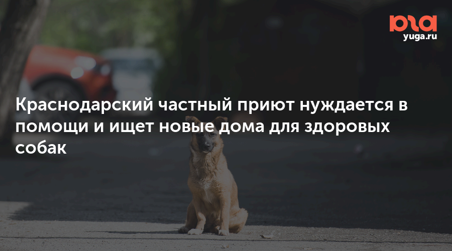 Краснодарский частный приют нуждается в помощи и ищет новые дома для здоровых собак