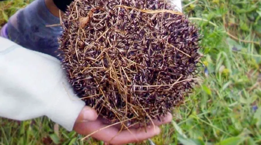  &copy;&nbsp;Фото со страницы instagram.com/kavkazski_zapovednik