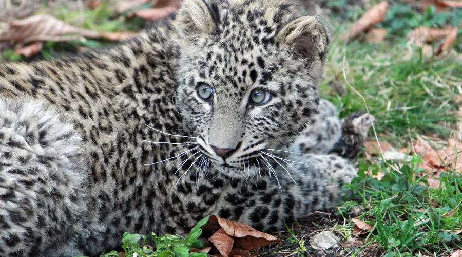 Переднеазиатский леопард Челмас в возрасте четырех месяцев &copy;&nbsp;Пресс-служба ФГБУ Сочинский Национальный Парк