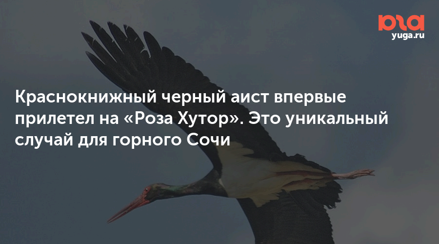 Краснокнижный черный аист впервые прилетел на «Роза Хутор». Это уникальный случай для горного Сочи