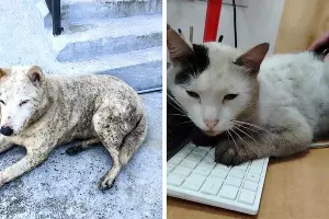 Животные, пострадавшие от «нефтяного дождя» &copy;&nbsp;Скриншоты фото и видео из телеграм-канала &laquo;Шанс на жизнь Туапсе&raquo;