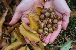«Мыльные орехи» © Фото пресс-службы Сочинского национального парка