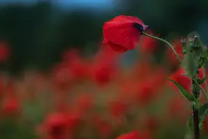  &copy;&nbsp;Фото Tateshi Yokotaishi https://vk.com/sakanoid