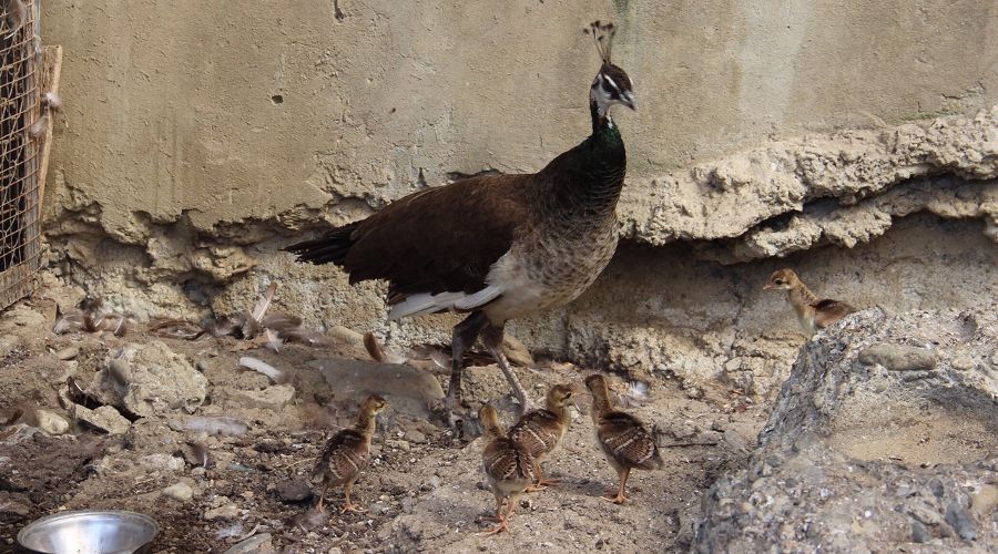  © Фото пресс-службы Сочинского нацпарка