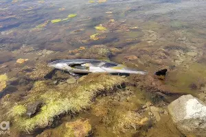  &copy;&nbsp;Фото Иолины Грибковой, Юга.ру