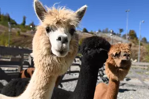 Альпаки в парке &laquo;Пача Мама&raquo; на &laquo;Роза Хутор&raquo; &copy;&nbsp;Фото пресс-службы курорта &laquo;Роза Хутор&raquo;