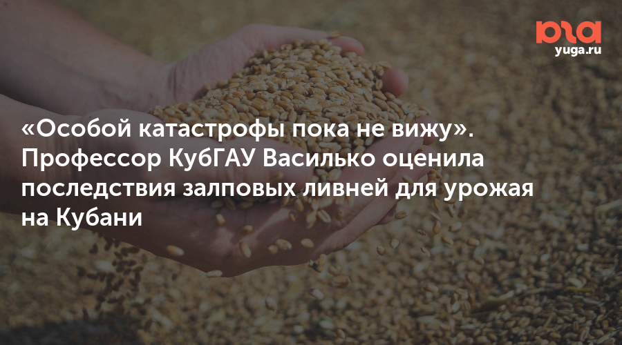 «Особой катастрофы пока не вижу». Профессор КубГАУ Василько оценила последствия залповых ливней для урожая на Кубани