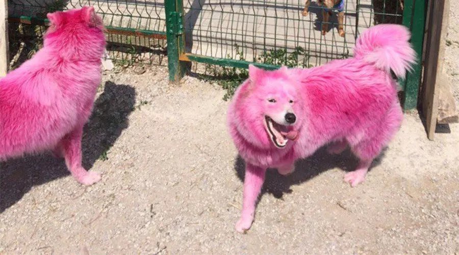  &copy;&nbsp;Фото из группы &laquo;ХАСКИ ХЭЛП - Команда помощи хаски и СЕС&raquo; &laquo;ВКонтакте&raquo;, vk.com/husky_help_team