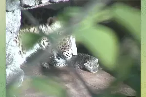 Леопард Олимпия со своим новорожденным котенком &copy;&nbsp;Скриншот видео телеграм-канала Центра восстановления леопарда на Кавказе, t.me/leopardcenter