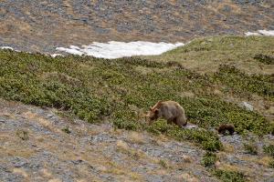  © Фото Юрия Спасовского, пресс-служба Кавказского биосферного заповедника