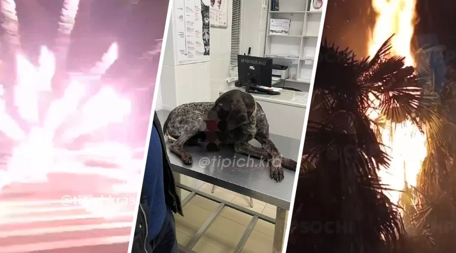  &copy;&nbsp;Коллаж из скриншотов видео в телеграм-каналах &laquo;Телетайп №1 Краснодар&raquo;, &laquo;Туподар&raquo;, &laquo;ЧП Сочи&raquo;