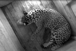  &copy;&nbsp;Скриншот видео от пресс-службы Сочинского нацпарка