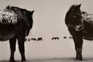  &copy;&nbsp;Фото китайского фотографа-документалиста А Ына, скриншот из телеграм-канала &laquo;Музей Коваленко&raquo; https://t.me/museumkovalenko/5723