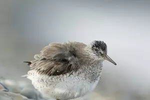  &copy;&nbsp;facebook.com/alexshkolny