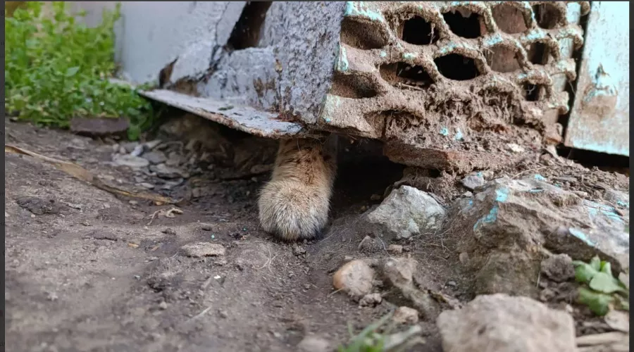 &copy;&nbsp;Скриншот из телеграмм-канала &laquo;Полиция Краснодара&raquo; https://t.me/mvd23krasnodar/1571