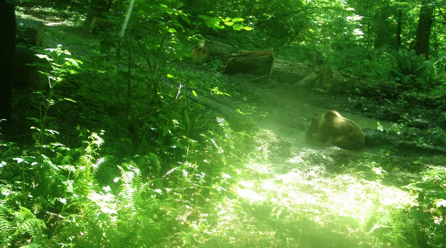  &copy;&nbsp;Фото пресс-службы Сочинского нацпарка