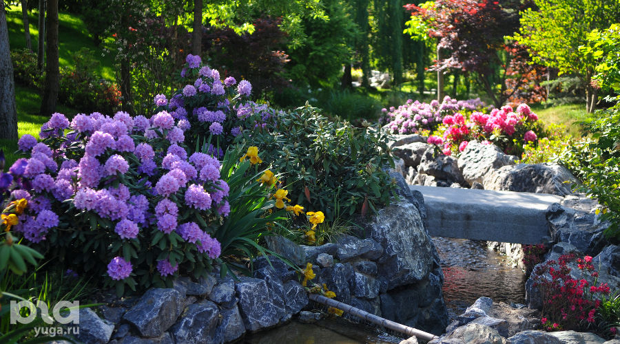 Весна в Японском саду парка «Краснодар» &copy;&nbsp;Фото Марины Солошко, Юга.ру