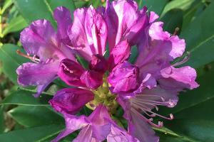 Рододендрон понтийский © Фото пресс-службы Кавказского биосферного заповедника