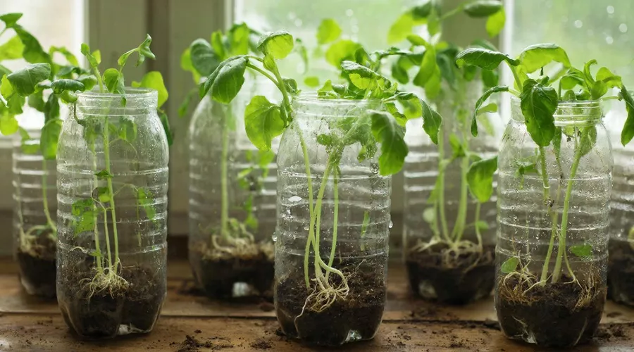 рассада &copy;&nbsp;Изображение сгенерировано нейросетью Gigachat