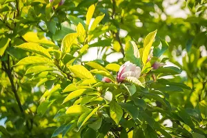  &copy;&nbsp;Скриншот фото Натальи Плаксиной из телеграм-канала &laquo;Жизнь Абрау&raquo;