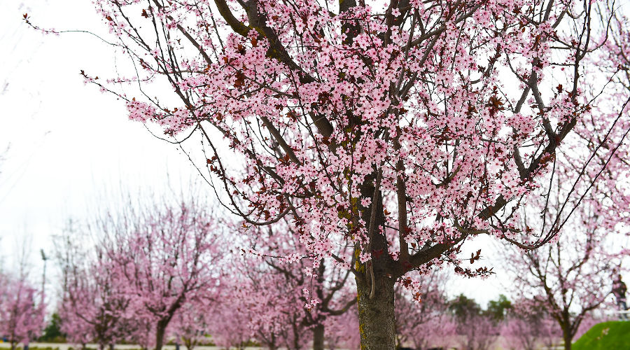 Декоративная слива Нигра © Фото из инстаграма парка «Краснодар», instagram.com/officialparkkrasnodar/