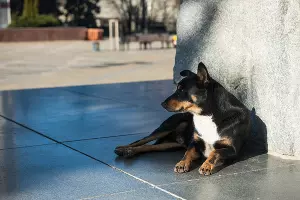  &copy;&nbsp;Фото Елены Синеок, Юга.ру