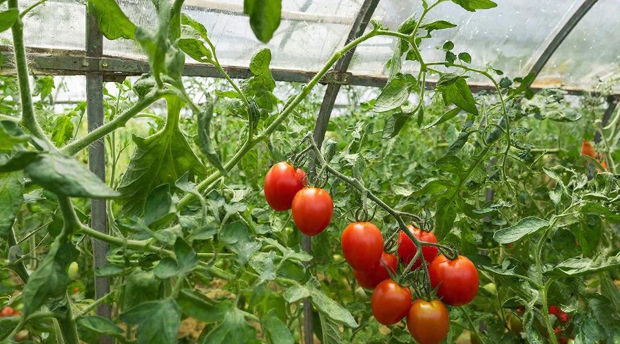 Помидоры &copy;&nbsp;Изображение сгенерировано с помощью Gigachat