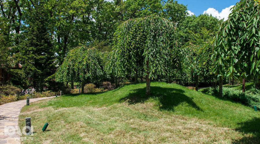 Сливовая роща Умэбаяси летом &copy;&nbsp;Фото Александра Гончаренко, Юга.ру