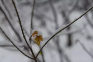 Снег в Краснодаре &copy;&nbsp;Фото Елены Синеок, Юга.ру