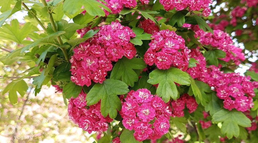  © Фото Андрея Малёваного, Юга.ру