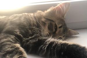  © Фото с сайта Avito, https://www.avito.ru/moskva/koshki/kot_meyn-_kun_pravoslavnyy_2179343901