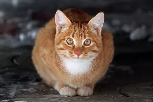 Кошка &copy;&nbsp;Фото Елены Синеок, Юга.ру