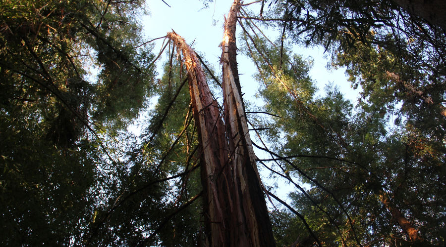  © Фото пресс-службы Сочинского нацпарка
