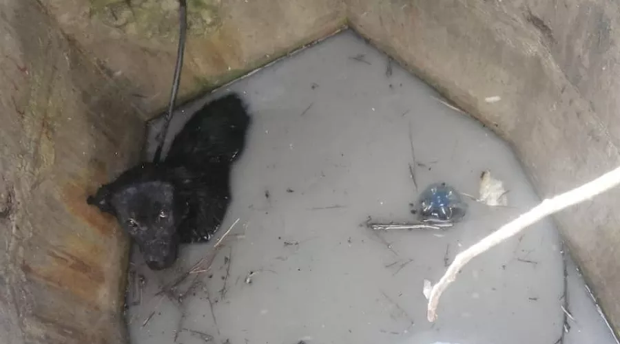  &copy;&nbsp;Фото из инстаграма главы МБУ ПАСС &laquo;Служба спасения&raquo; Новороссийска Алексея Одерова, instagram.com/alekseioderov/