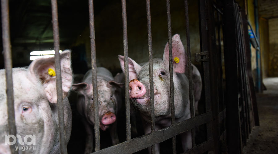  © Фото Елены Синеок, Юга.ру