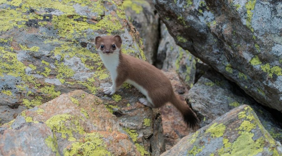  © Фото пресс-службы Кавказского заповедника