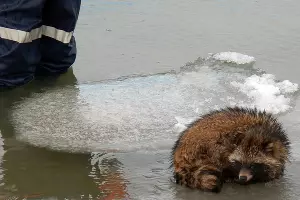  &copy;&nbsp;Фото пресс-службы &laquo;Кубань-Спас&raquo;