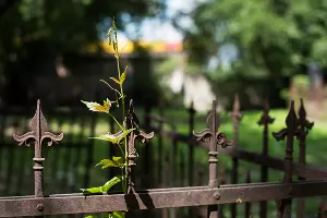 Еврейское кладбище Краснодара &copy;&nbsp;Фото Елены Синеок, Юга.ру