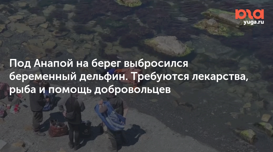 Под Анапой на берег выбросился беременный дельфин. Требуются лекарства, рыба и помощь добровольцев