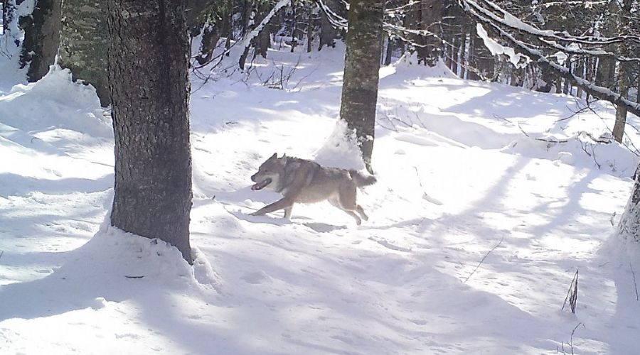  © Фото пресс-службы Кавказского биосферного заповедника