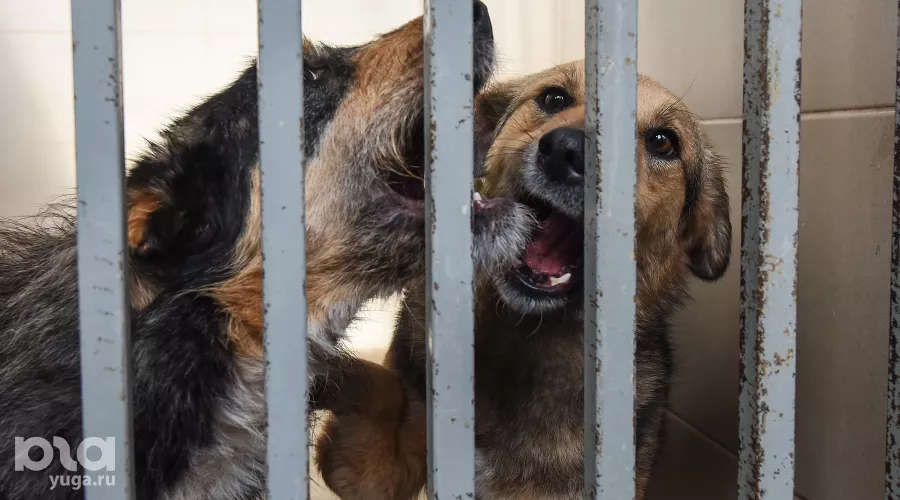  &copy;&nbsp;Елена Синеок, ЮГА.ру