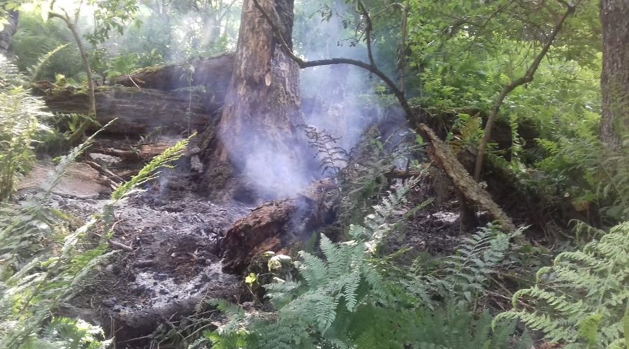  © Фото пресс-службы Кавказского биосферного заповедника